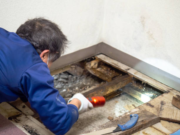 Best Mold Testing and Removal  in Wiggins, CO