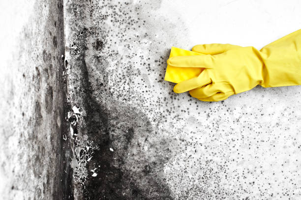 Best Professional Mold Removal  in Wiggins, CO