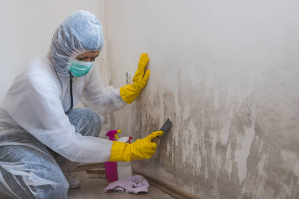 Mold Testing and Removal in Wiggins, CO