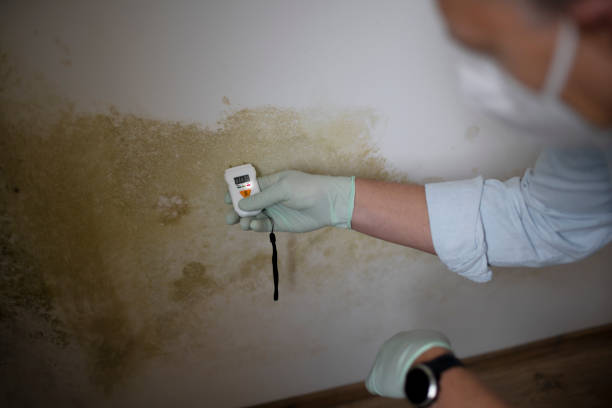 Best Office Mold Removal Services  in Wiggins, CO